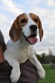 Afb_20141102_Daisy (19)